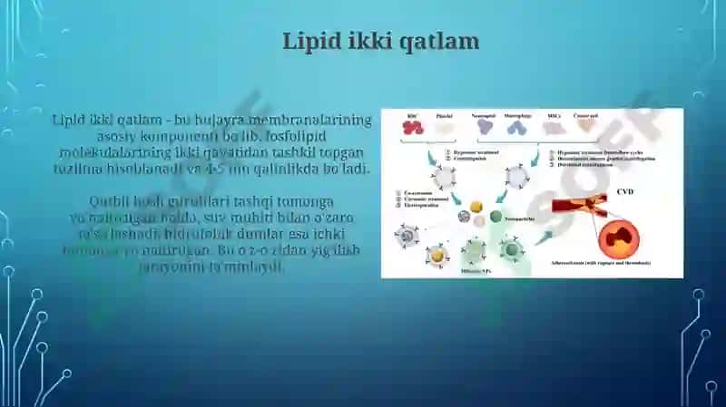 Biologik Membranalar 4