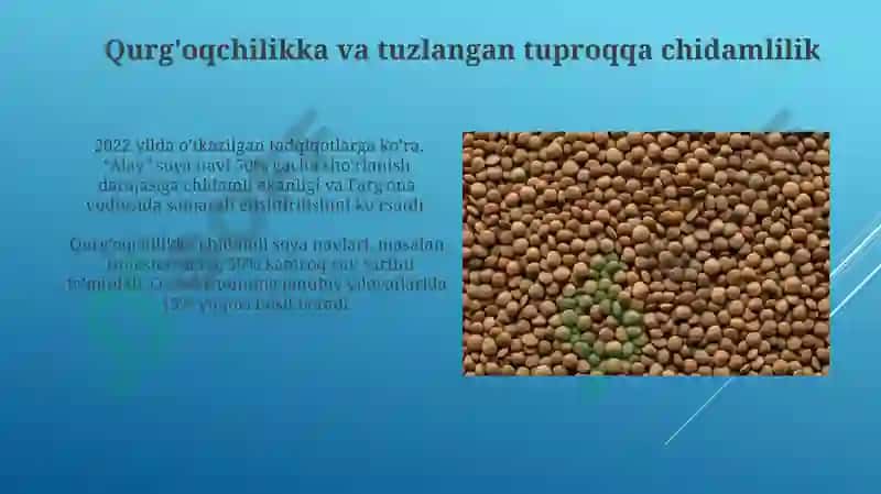 Soya seleksiyasi 4