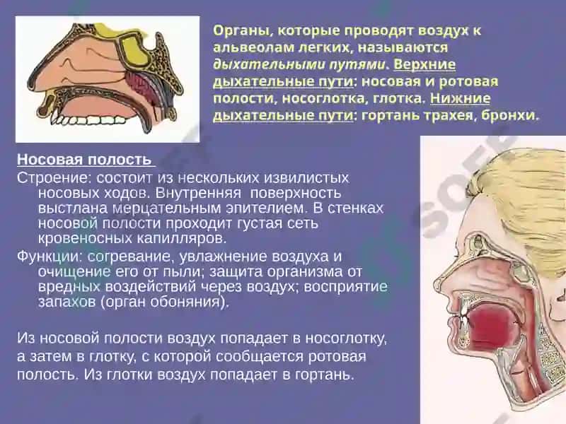 Rus tili fanidan mustaqil ish. nafas olish sistemasiga 4