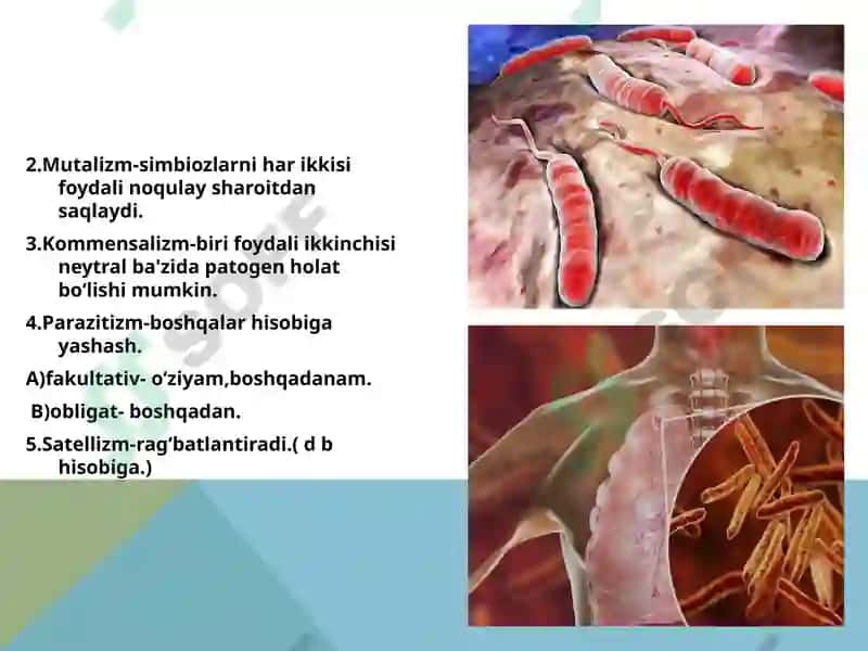 Mikroorganizmlarning ekologiyasi 4