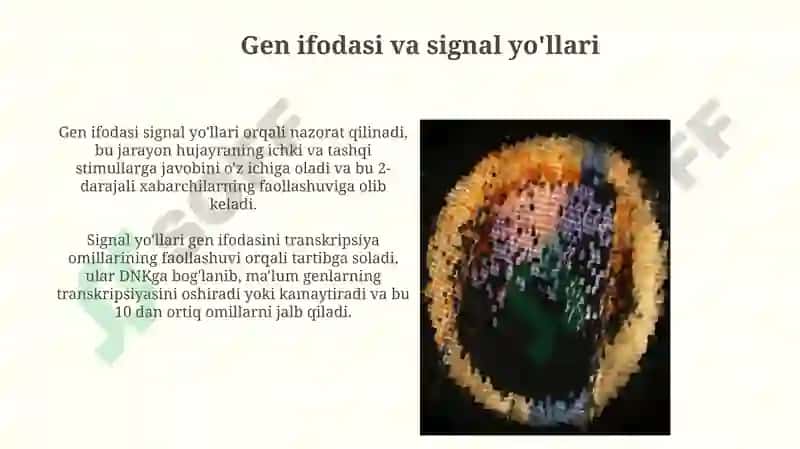 Naqshlarning genetik nazorati 4