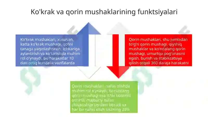 Ko'krak va Qorin Muskullari 4
