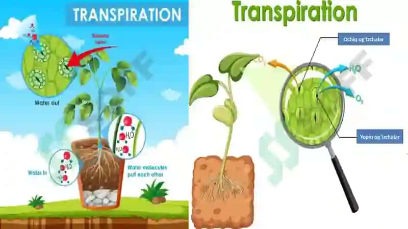 Transpiratsiya jadalligini aniqlashda zamonaviy asbobuskunalardan foydalanish 4