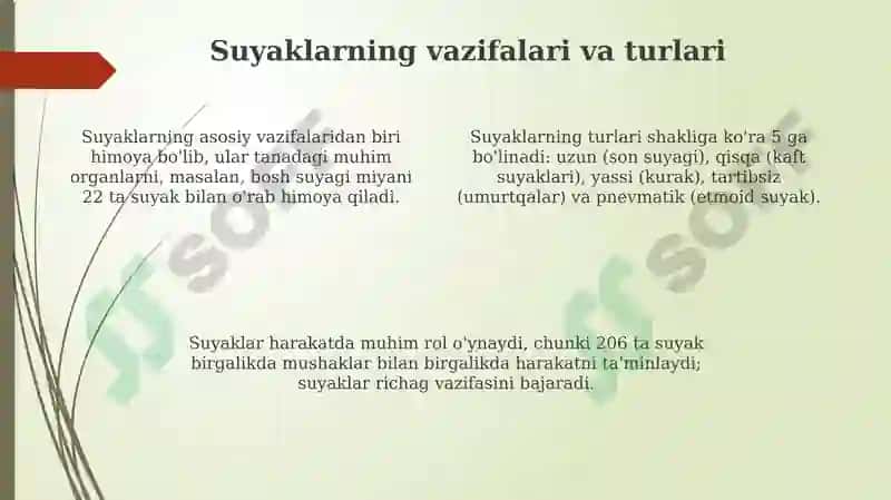 Suyak Tuzilishi va Funksiyalari 4