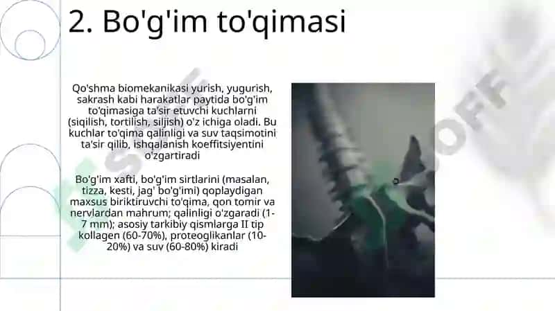 Bo'g'imlarning biomexanikasi. Anatomiya 4