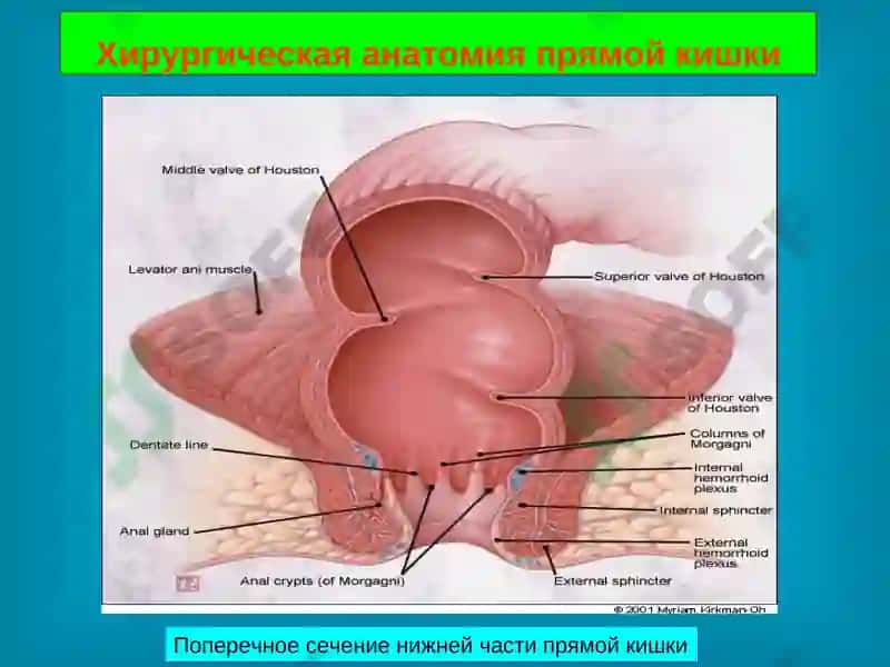Анатомия прямой кишки 4