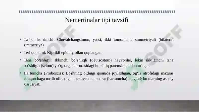 Nemertinalar tipi tavsifi va klassifikatsiyasi 4