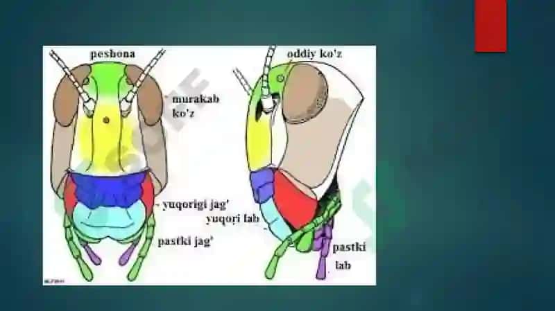 hasharotlarninganatomiyasi 4