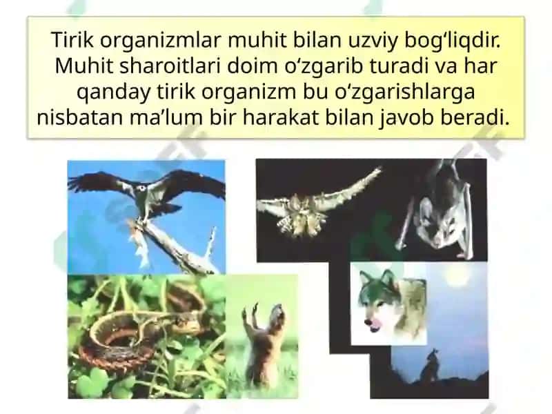 TIRIK ORGANIZMLARNING TA’SIRLANISHI 4