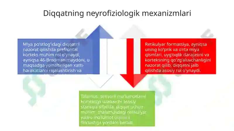 Diqqat va sezgi asoslari 4