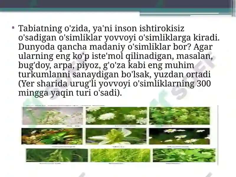 Madaniy o'simliklarning kelib chiqish markazlar 4