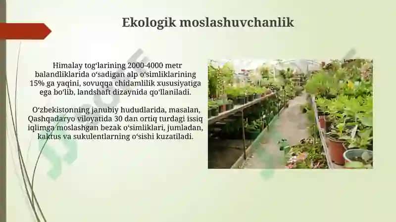 Manzarali o'simliklarning kelib chiqish markazlari 4