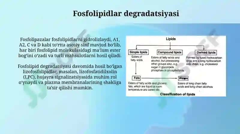 Fosfolipid va steroid metabolizmi 4