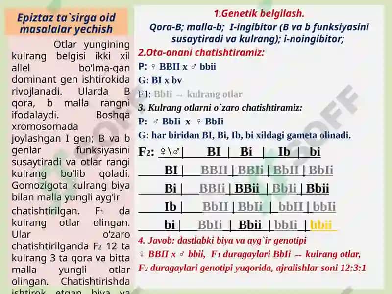 Epistaz ta`siri (Biologiya) 4