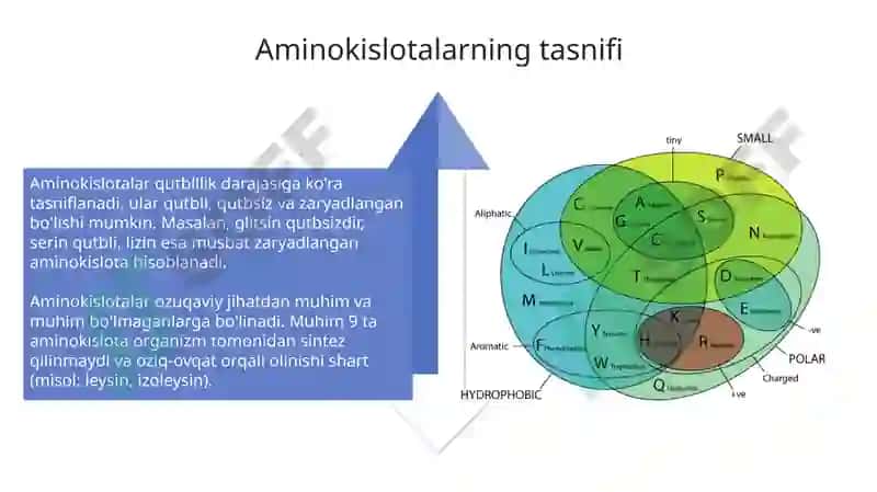 Aminokislotalar va oqsillar 4