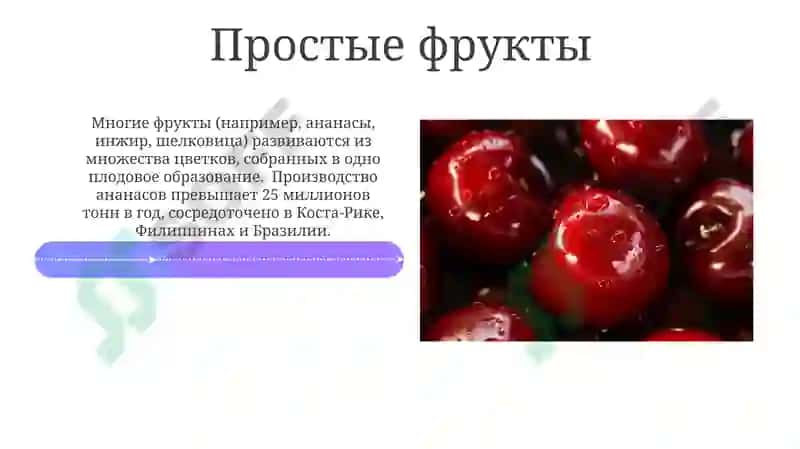 Плоды и виды плоды 4
