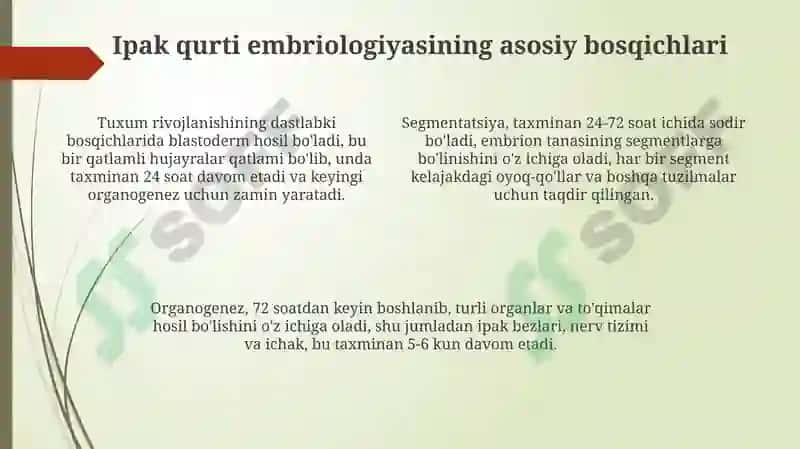 Ipak qurti embriologiyasi 4