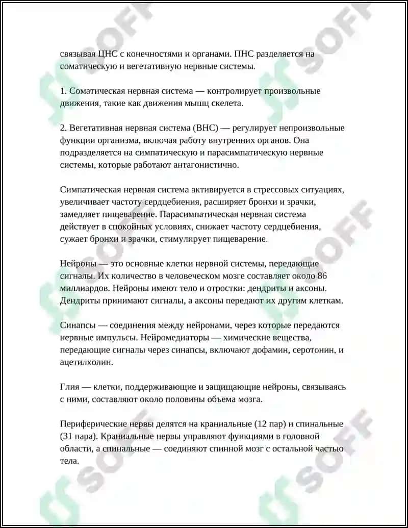 Анатомия нервной системы 4