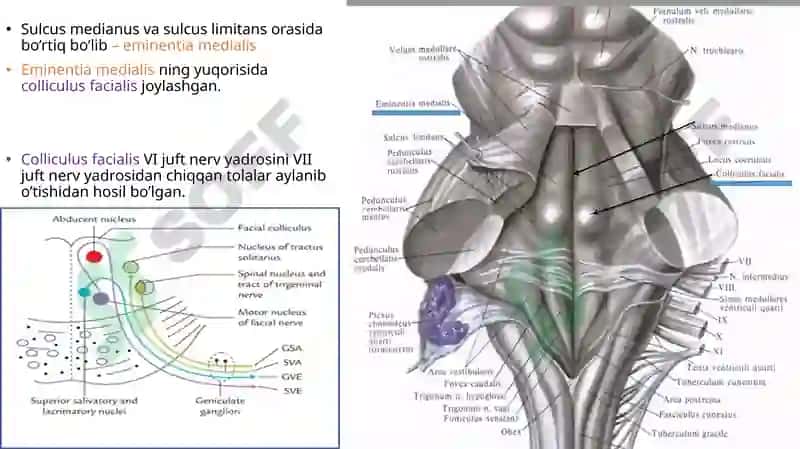 IV qorincha. Rombsimon chuqurcha. 4