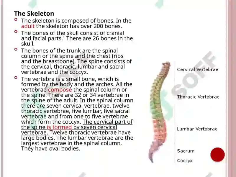 Skeletal system (anatomy) 4