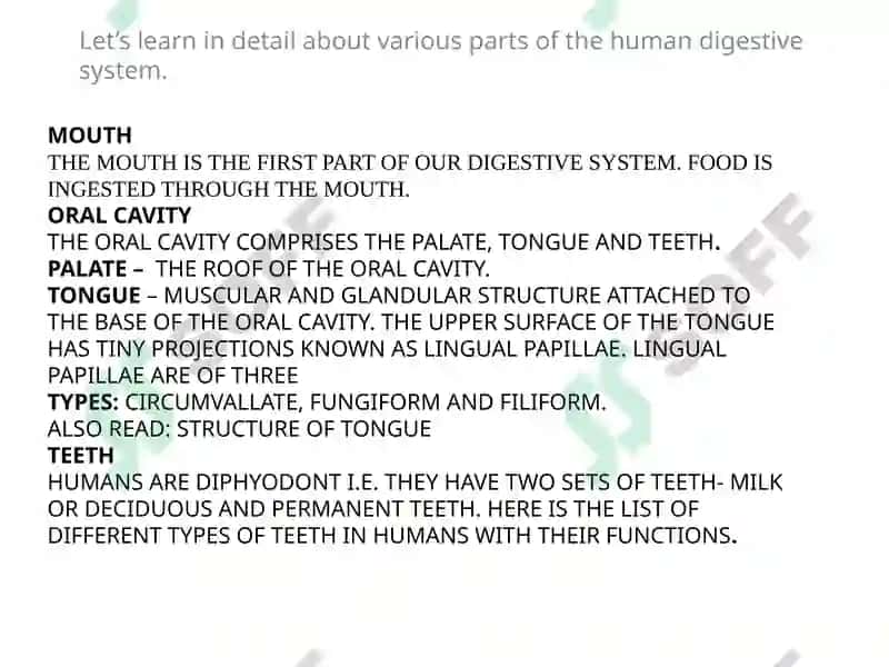 The alimentary tract of a human being 4