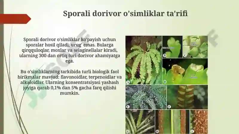 Sporali o'simliklar 4