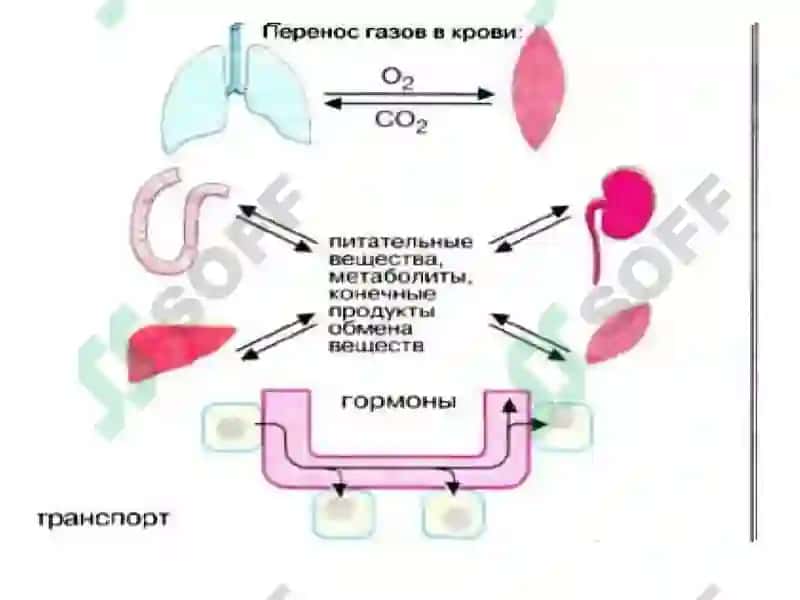 БИООРГАНИК ВА БИОЛОГИК КИМЁ КАФЕДРАСИ 4