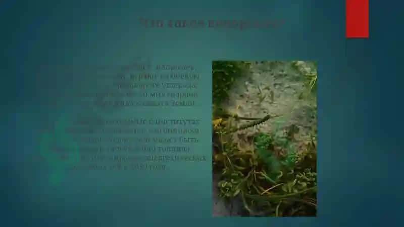 Значение водорослей 4