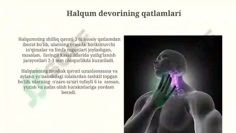 Halqum anatomiyasi va tekshirish usullari 4