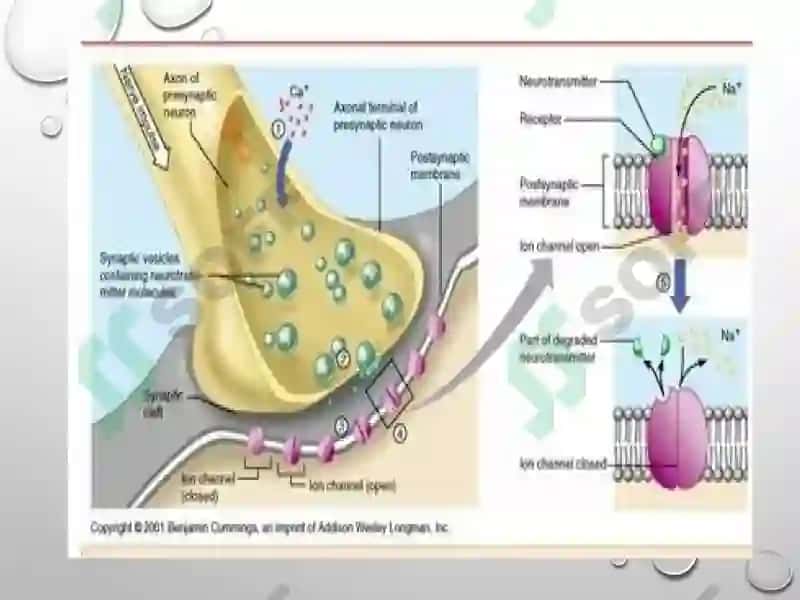 Sinapslar fiziologiyasi 4