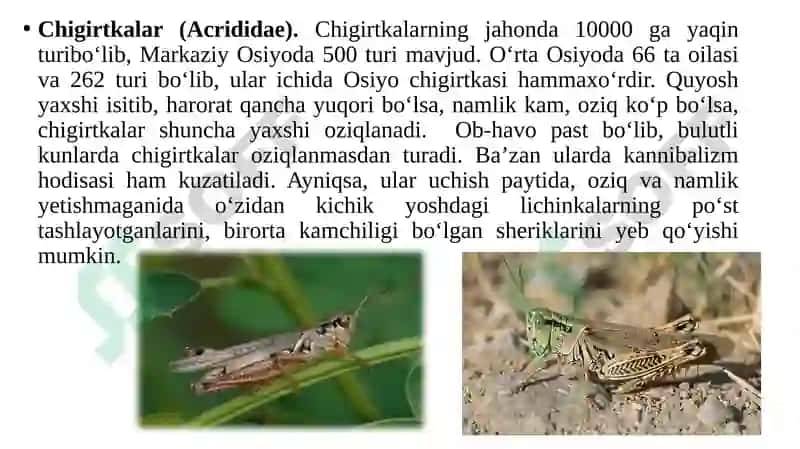 Qandalalar 4