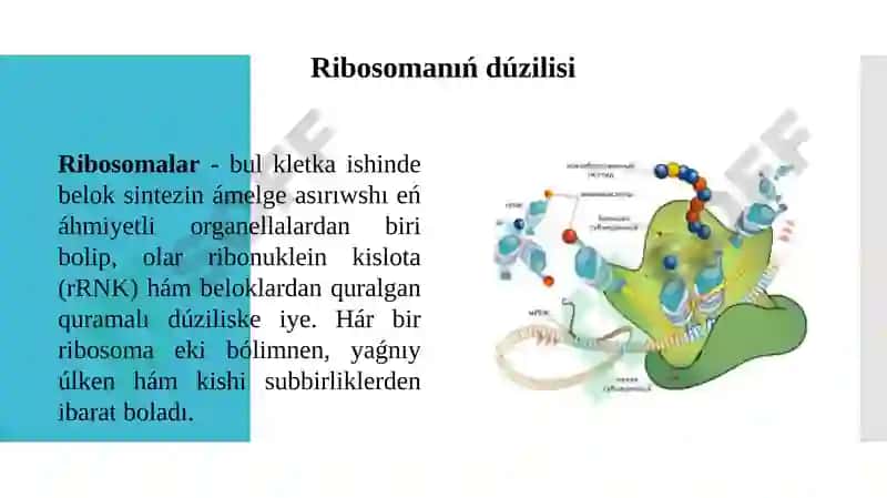 Ribasoma 4