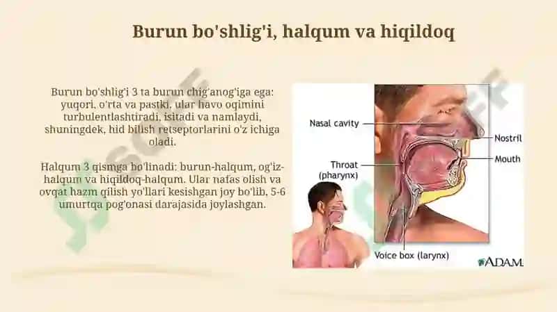 Nafas yo’llarining tuzilishi 4