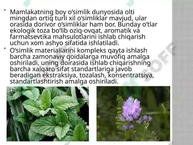 O'zbekistondagi foydali o'simliklar 4