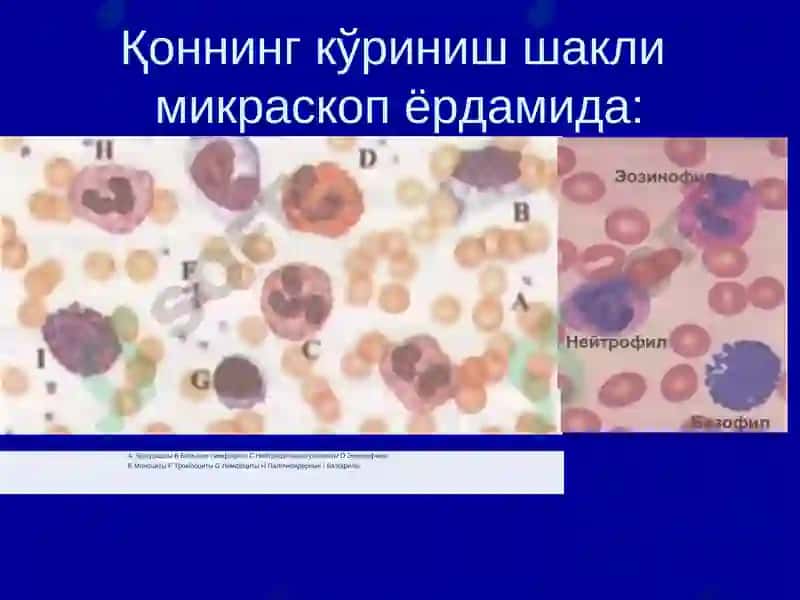 Қон яратиш тизими биокимёси 4