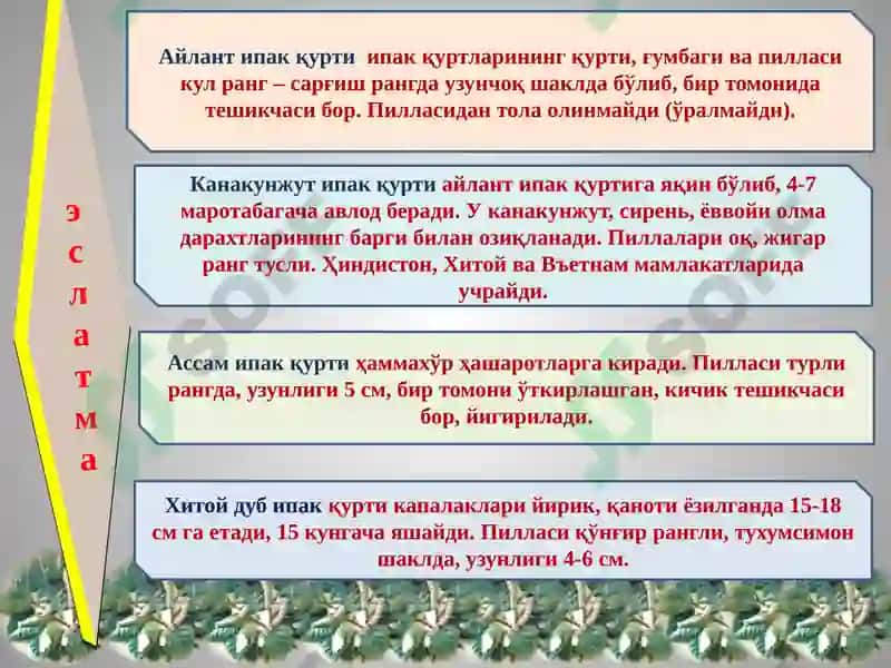 Ипак ва ипак қуртларини турлари 4