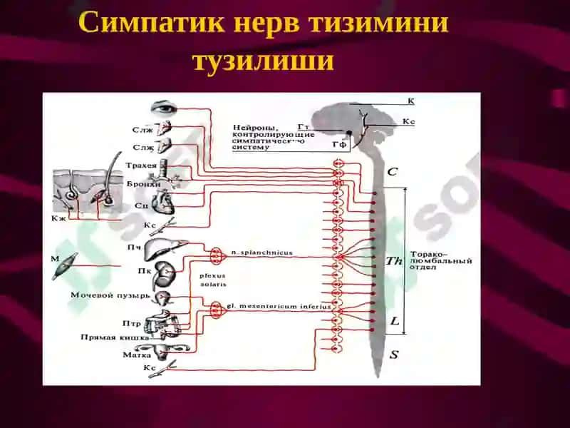 Вегетатив нерв тизими. Симпатик ва парасимпатик нервлар 4
