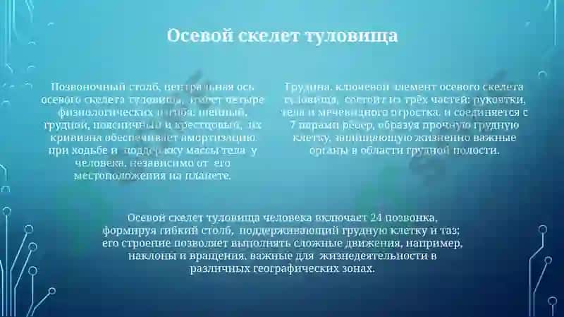 Скелет туловища: анатомический обзор 4