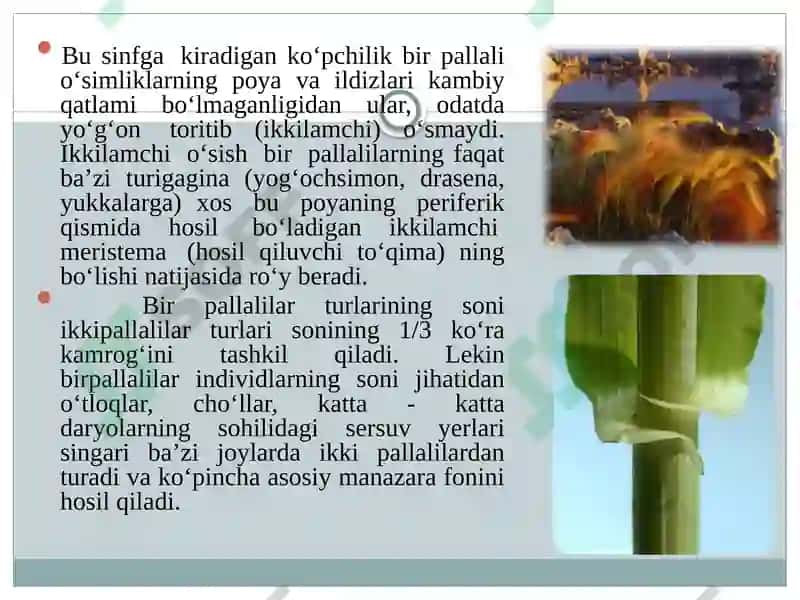 Bir Urug’Pallalilar Sinfi 4