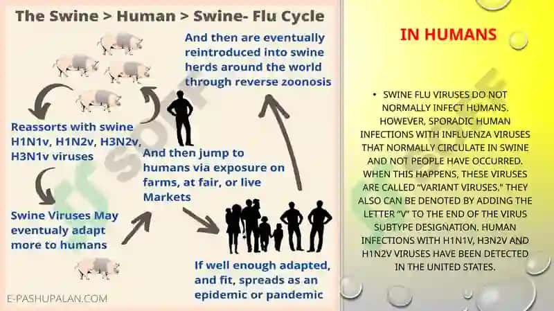 Swine and avian influenza and their current problems 4