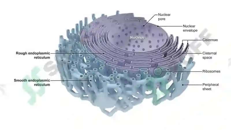 Organoidlar: Endoplazmatik to'r Golji apparati 4