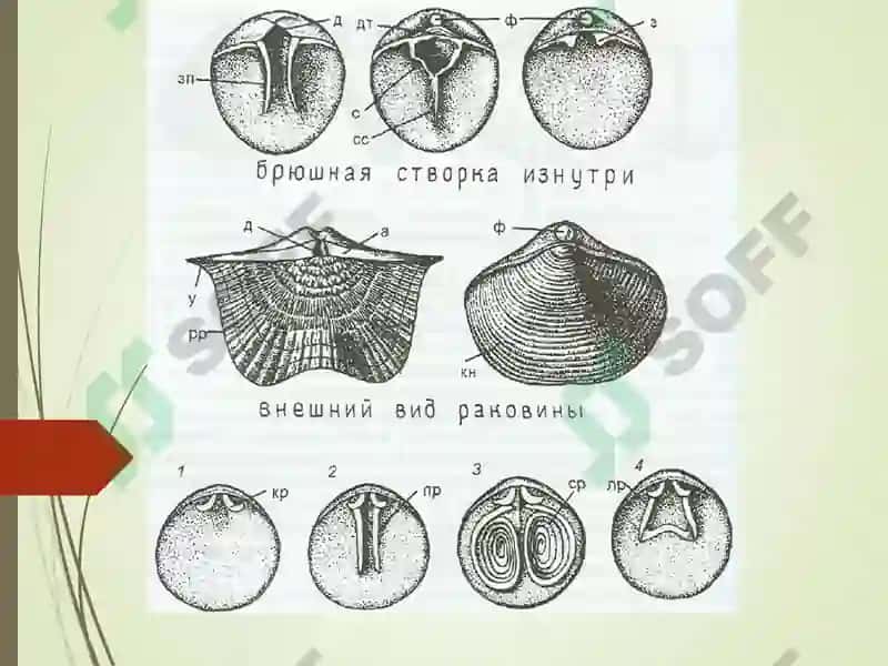 Брахиоподалар 4