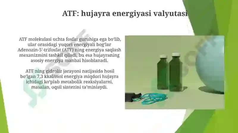 Energiya Balansi va Regulyatsiyasi 4