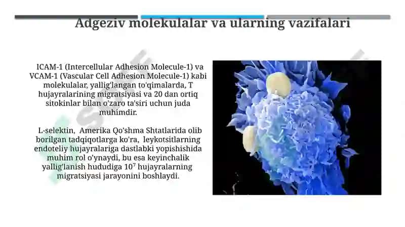 Limfotsitopoezning xususiyatlari 4