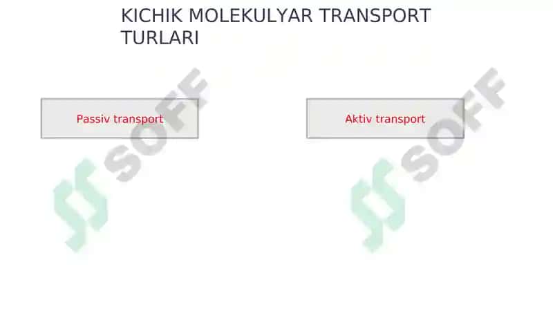 MEMBRANA TRANSPORTI 4