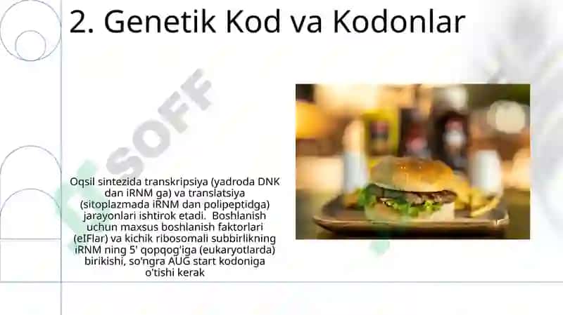 Oqsil biosintezi va uning genetik darajasidagi regulyatsiyasi 4