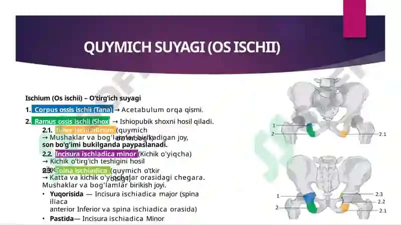 Chanoq suyagi va uning erkin suyaklari. 4