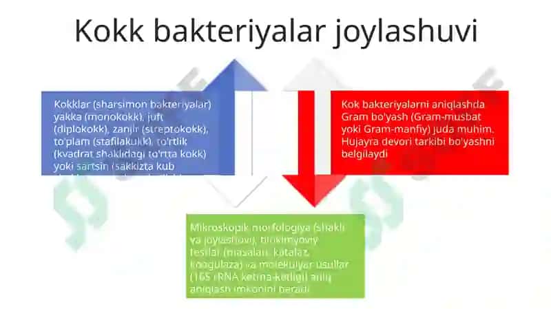 Mikroorganizmlar morfologiyasi va nomenklaturasi 4