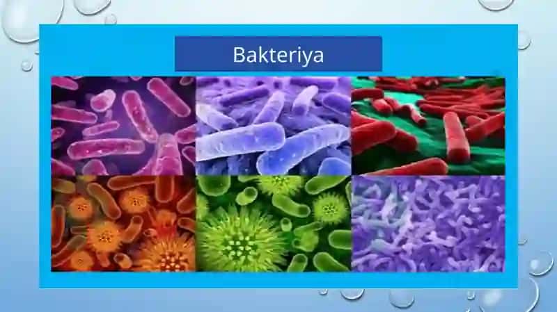 Bakteriyalaring “bejri” sinamasi 4