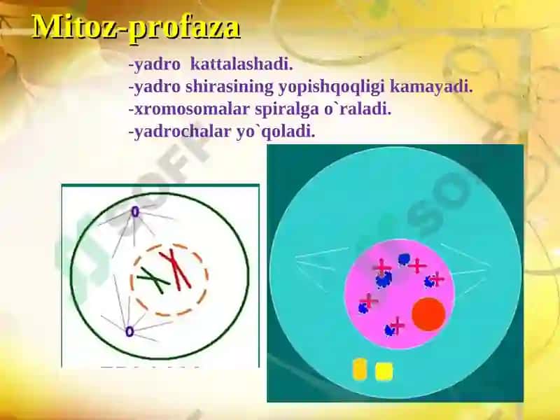 Ko’payish xillari 4